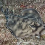 Guitarfish Ray