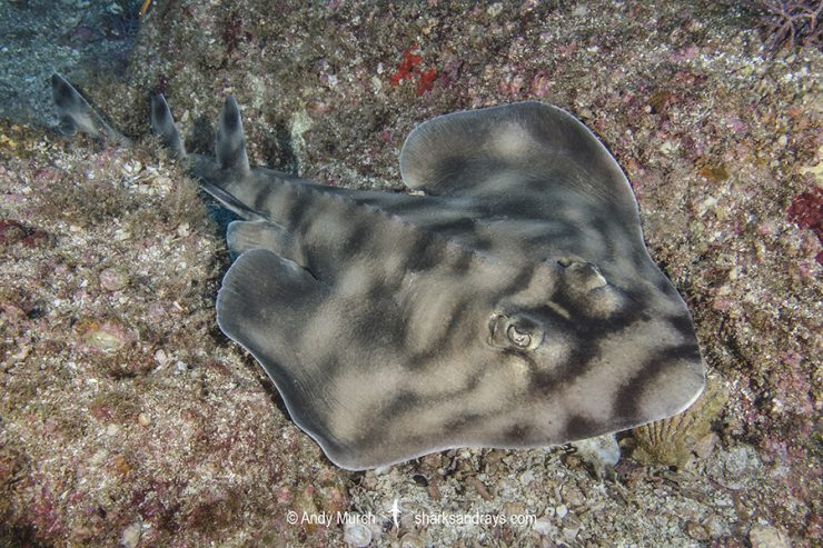 Guitarfish Ray