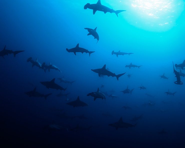 hammerhead shark diving cabo san lucas
