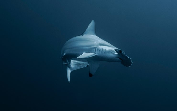 hammerhead shark gordo banks