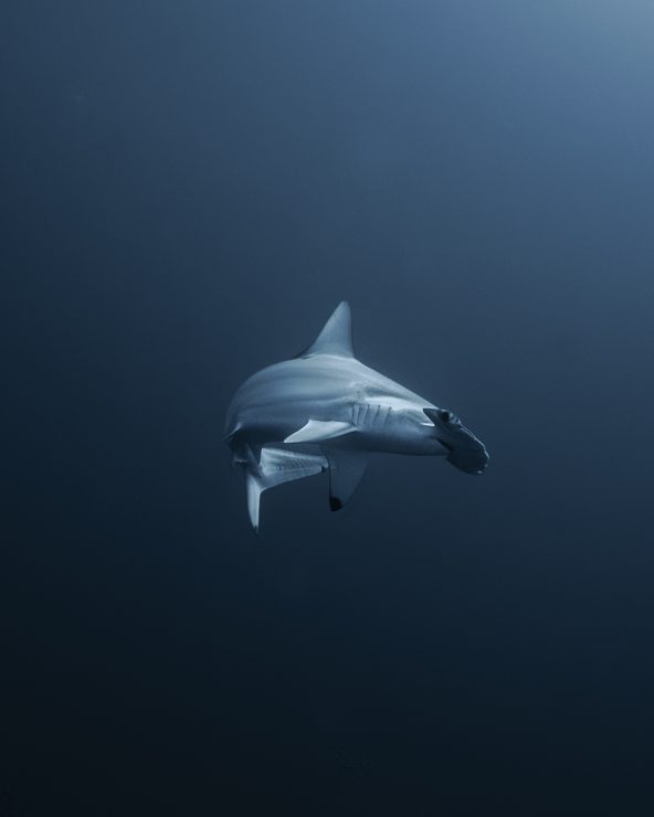 Photo by xabi©nomadoftheblue - hammerhead shark at Gordo Banks