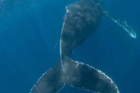 Humpack whale Cabo San lucas