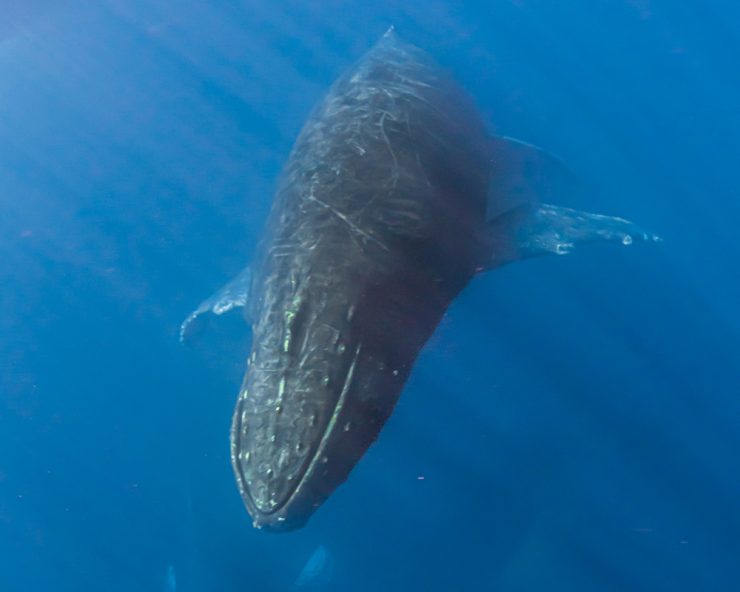 humpback whale cabo san lucas