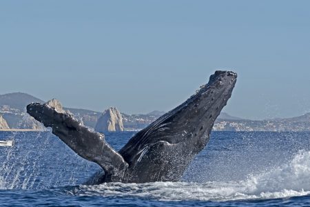 humpback whale
