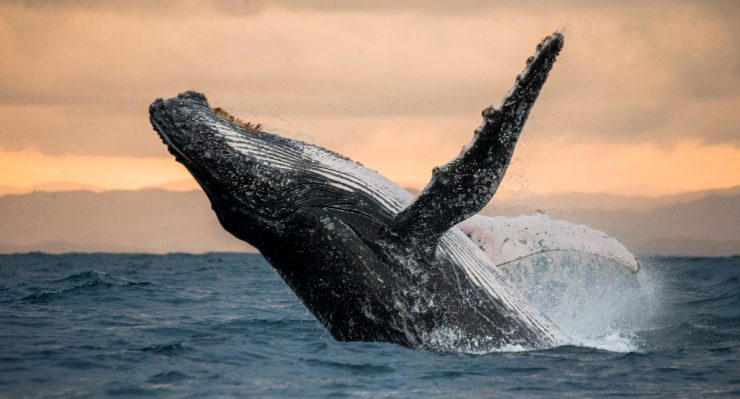 humpback-whale breaching out of water