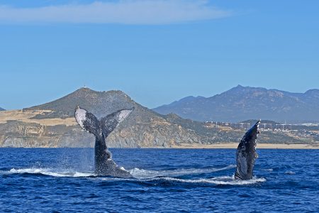 Whale in Los Cabos