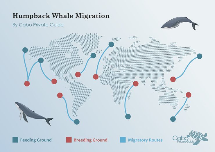 Map of the humpback whale migration routes