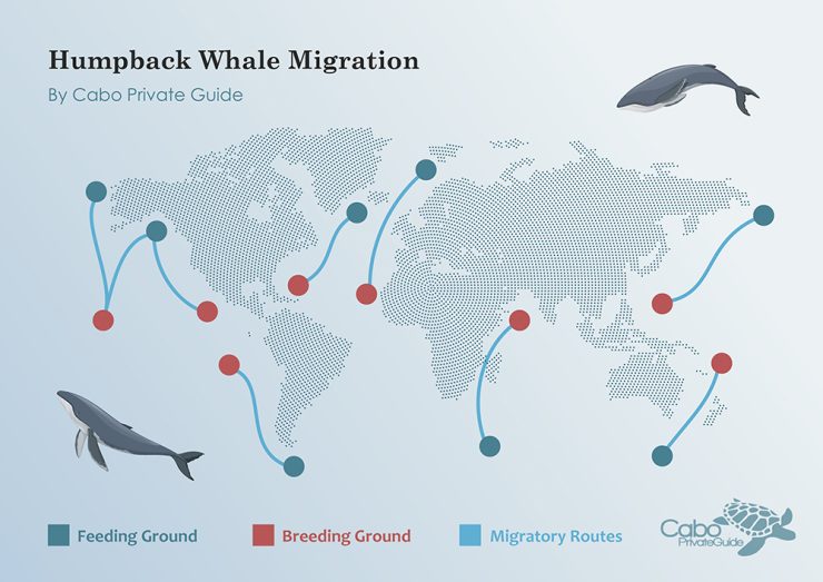 Map of the humpback whale migration routes Map of the humpback whale migration routes
