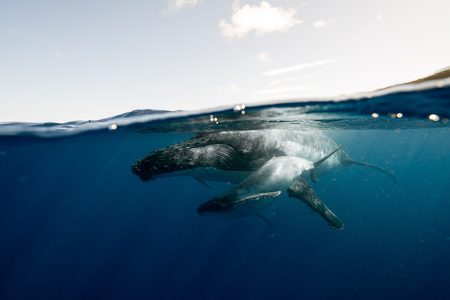 Humpback whale at Gordo Banks