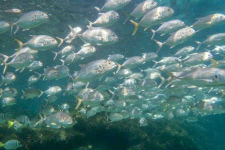 Jack fish in Cabo