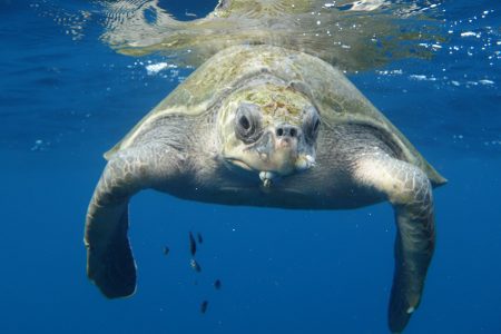 La Ventana, Turtle underwater
