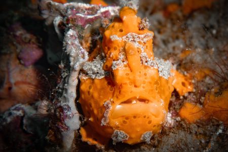 macro underwater photography frogfish