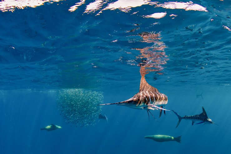 Marlins and sea lions hunting in Magdalena bay, Baja California