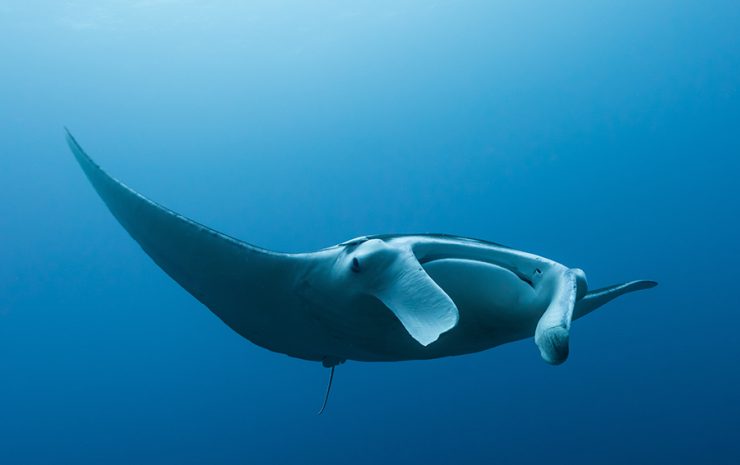 Manta Ray swimming in Jaques Cousteau Island)