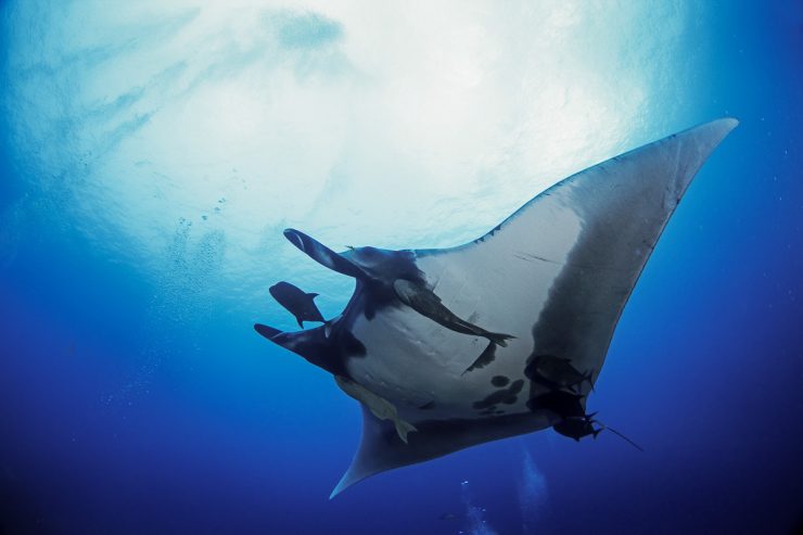 Giant oceanic manta ray, manta birostris in Socorro