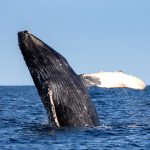 Megaptera Novaeangliae breaching out of water