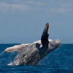 Humpback whale jumping in Cabo San Lucas