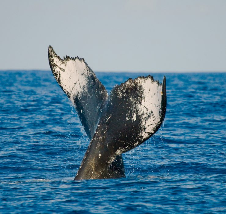 Humpback whale tail fluke acte like fingerprint