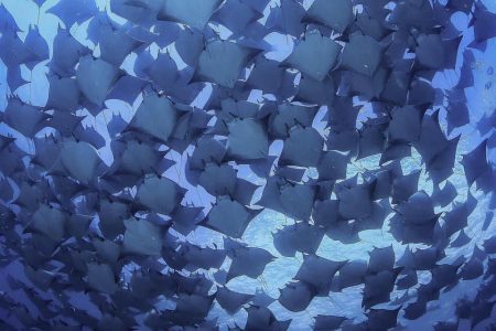 Scuba Diving The Bay of Cabo San Lucas