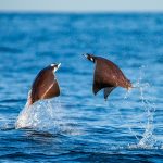 Mobula Ray jumping in Jacques Cousteau island - Mexico