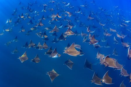 Mobula Ray swimming in Mexico