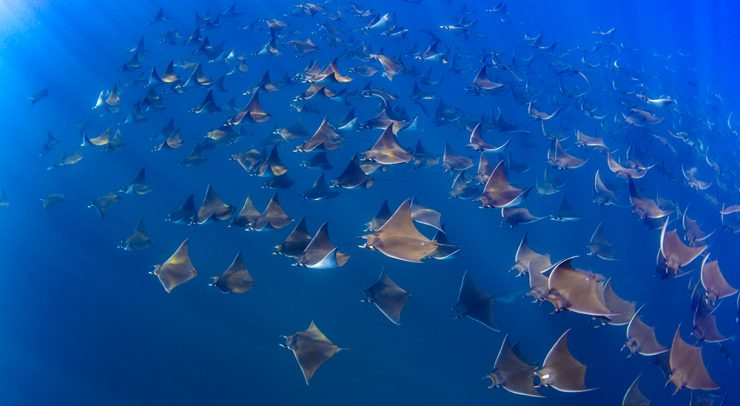 Mobula Ray swimming in Mexico