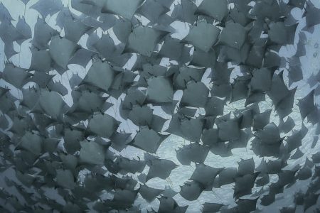 Mobula Rays in Cerralvo Island