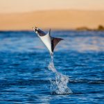 mobula,baja california,cabo san lucas,cabo,mobula rays