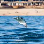 mobula,baja california,cabo san lucas,cabo,mobula rays
