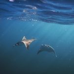 Mobula ray (Devil ray)
