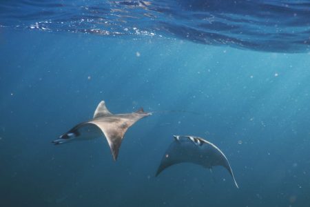 Mobula ray (Devil ray)