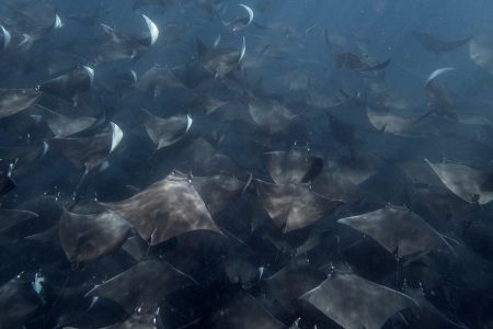 Mobula ray in the Sea of Cortez