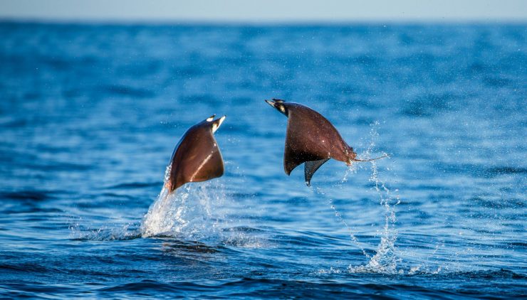Mobula ray jumping out of water