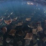 School of Mobula rays in the sea of Cortez