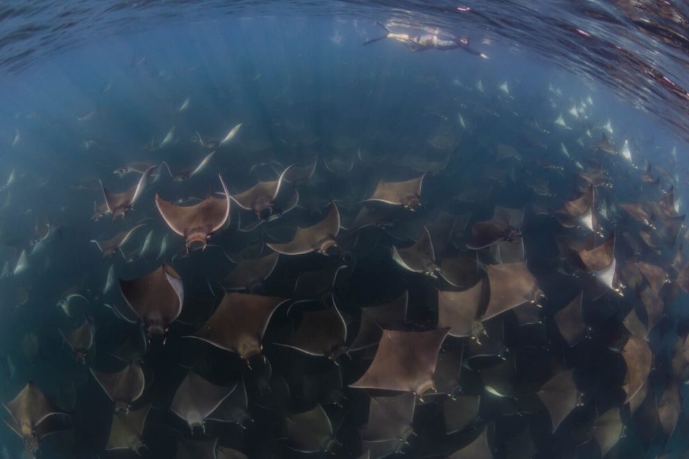 School of Mobula rays in the sea of Cortez School of Mobula rays in the sea of Cortez