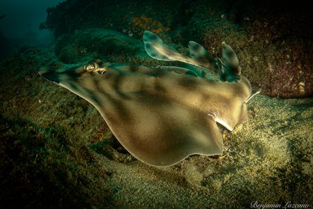 Night dive in Cabo San Lucas