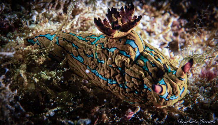 nudibranch tambja eliora cabo san lucas