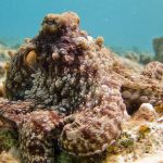 Diving with Octopus