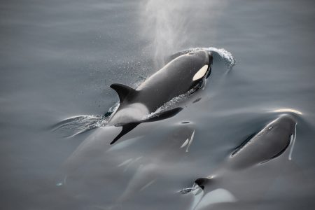 Orcas Cerralvo Island
