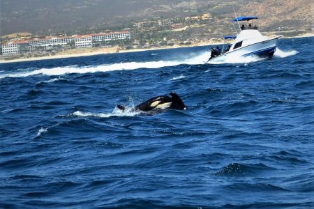 Orca in the Sea of Cortez