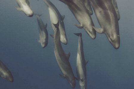 Pilot whale in the Sea of Cortez