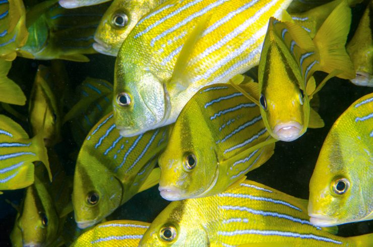 panamic porkfish (anisotremus taeniatus),colorful yellow fish in