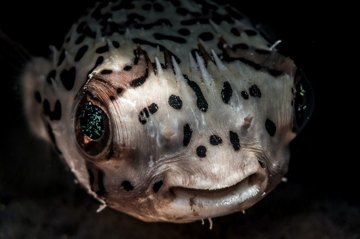 pufferfish underwater cabo san lucas