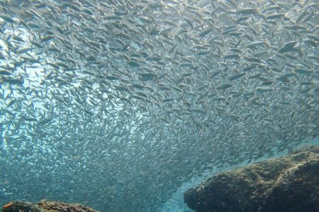 Sardine in Cabo San Lucas Sardine in Cabo San Lucas