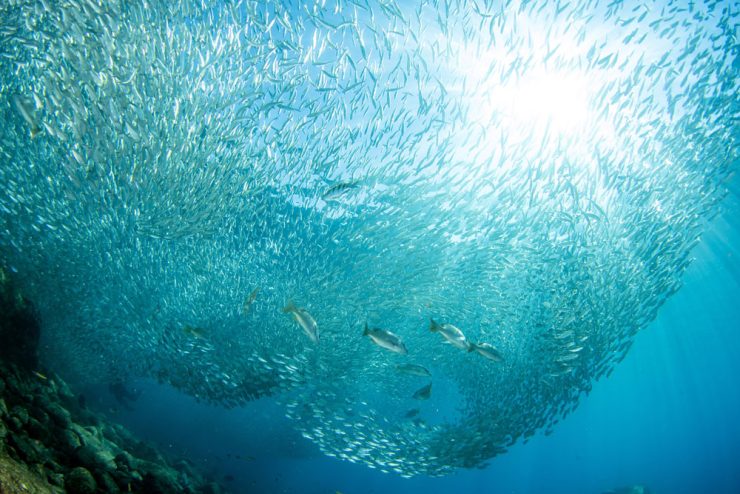 Sardines (bait balls) in Cabo San Lucas