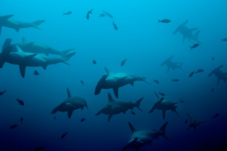 School of Hammerhead shark in Cabo San Lucas (Gordo Banks dive site)