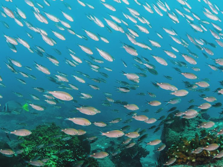 school of fish cabo san lucas