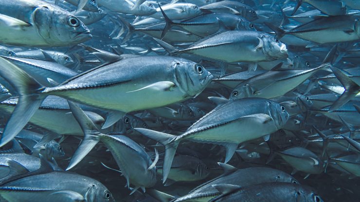 School of jack fish underwater