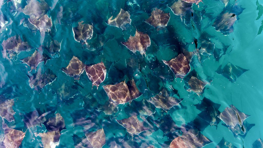 Mobula rays, sea of cortez, mexico