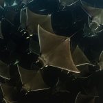 school of mobula ray